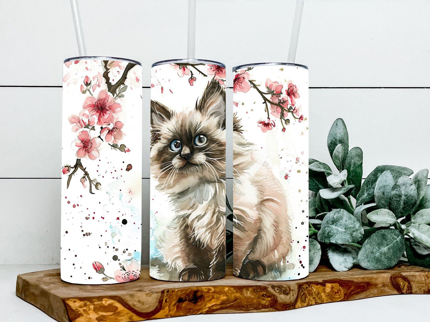 Himalayan Cats