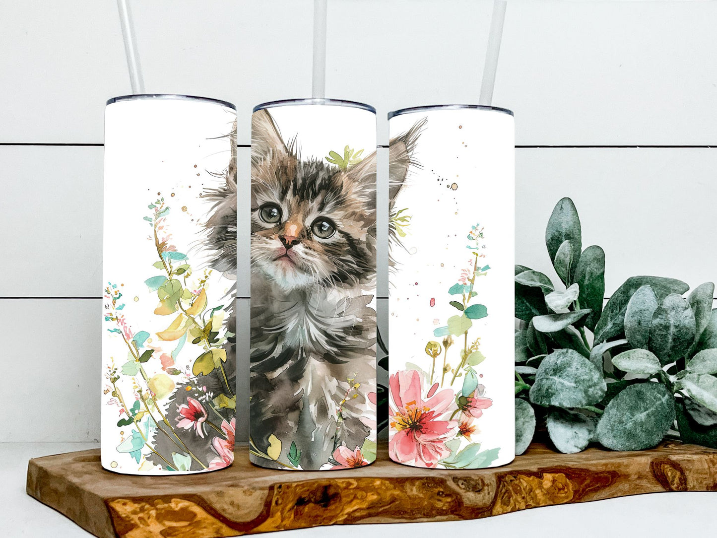 Maine Coon Cats