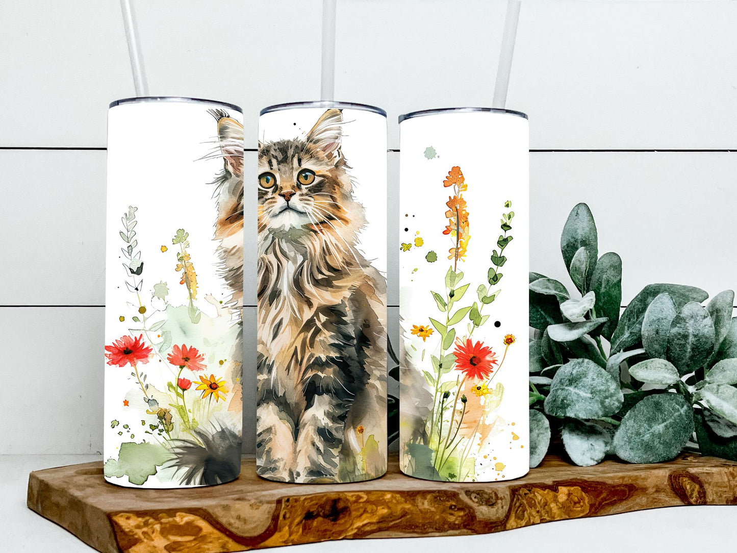 Maine Coon Cats