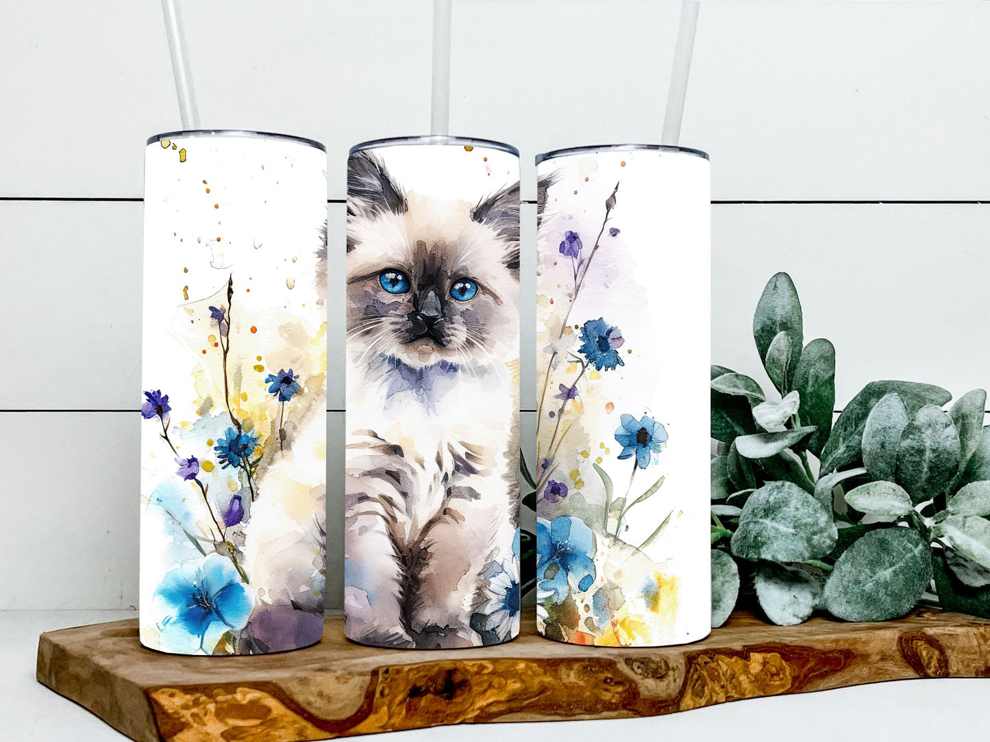 Ragdoll Cat