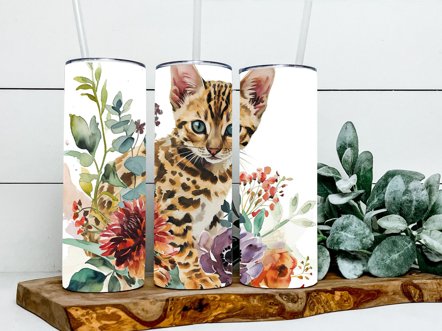 Bengal Cat