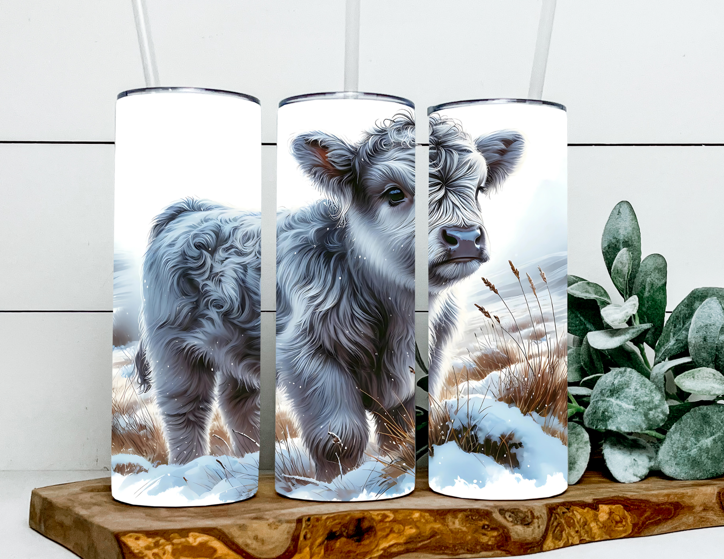 Silver The Highland Cow