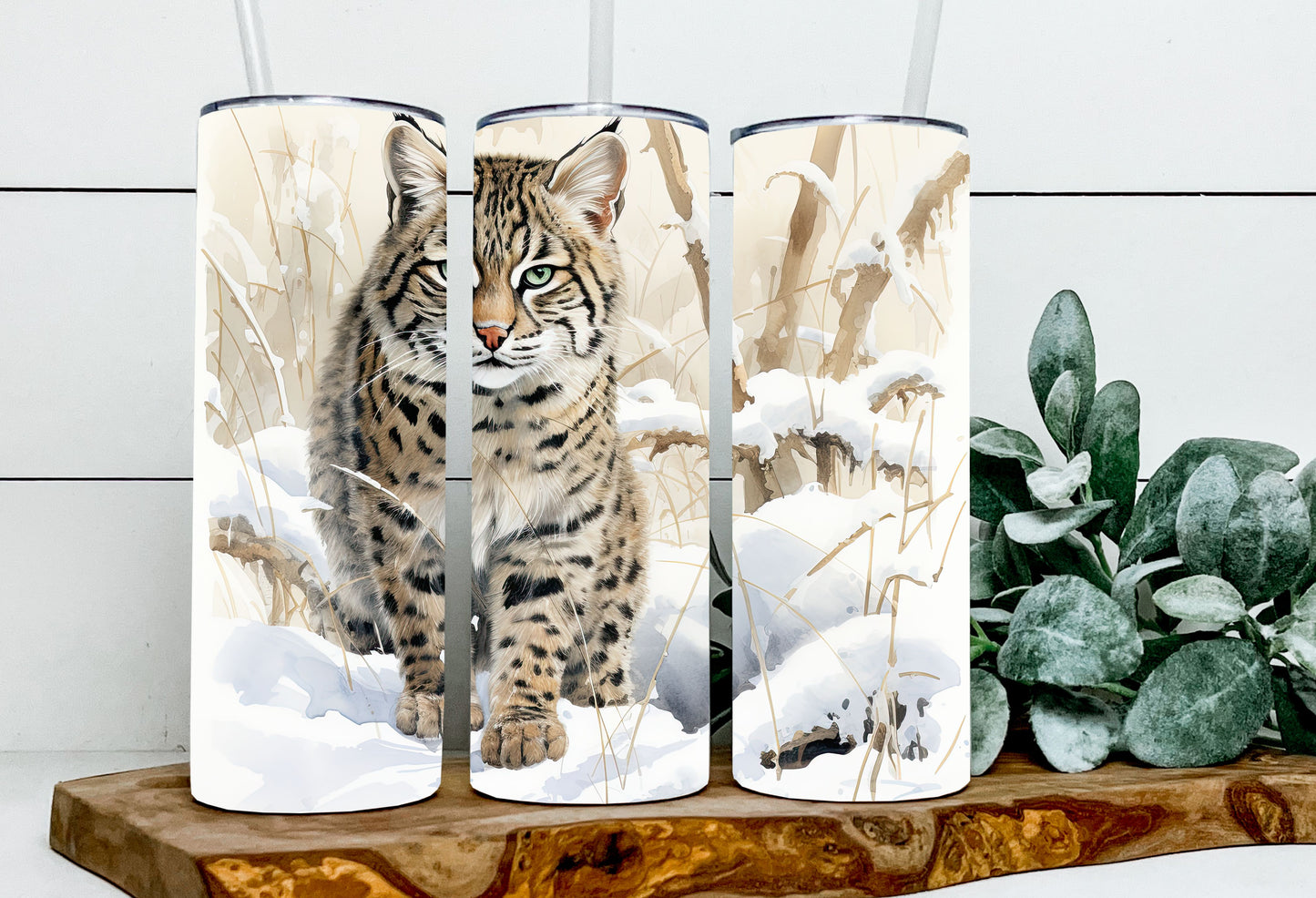 Godfred the Geoffroy Cat