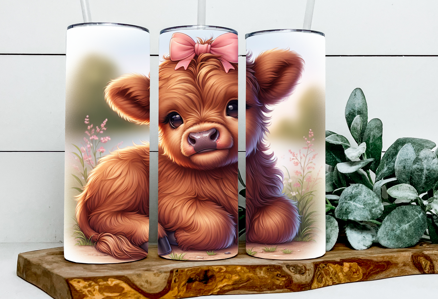 Presley the Bow Highland