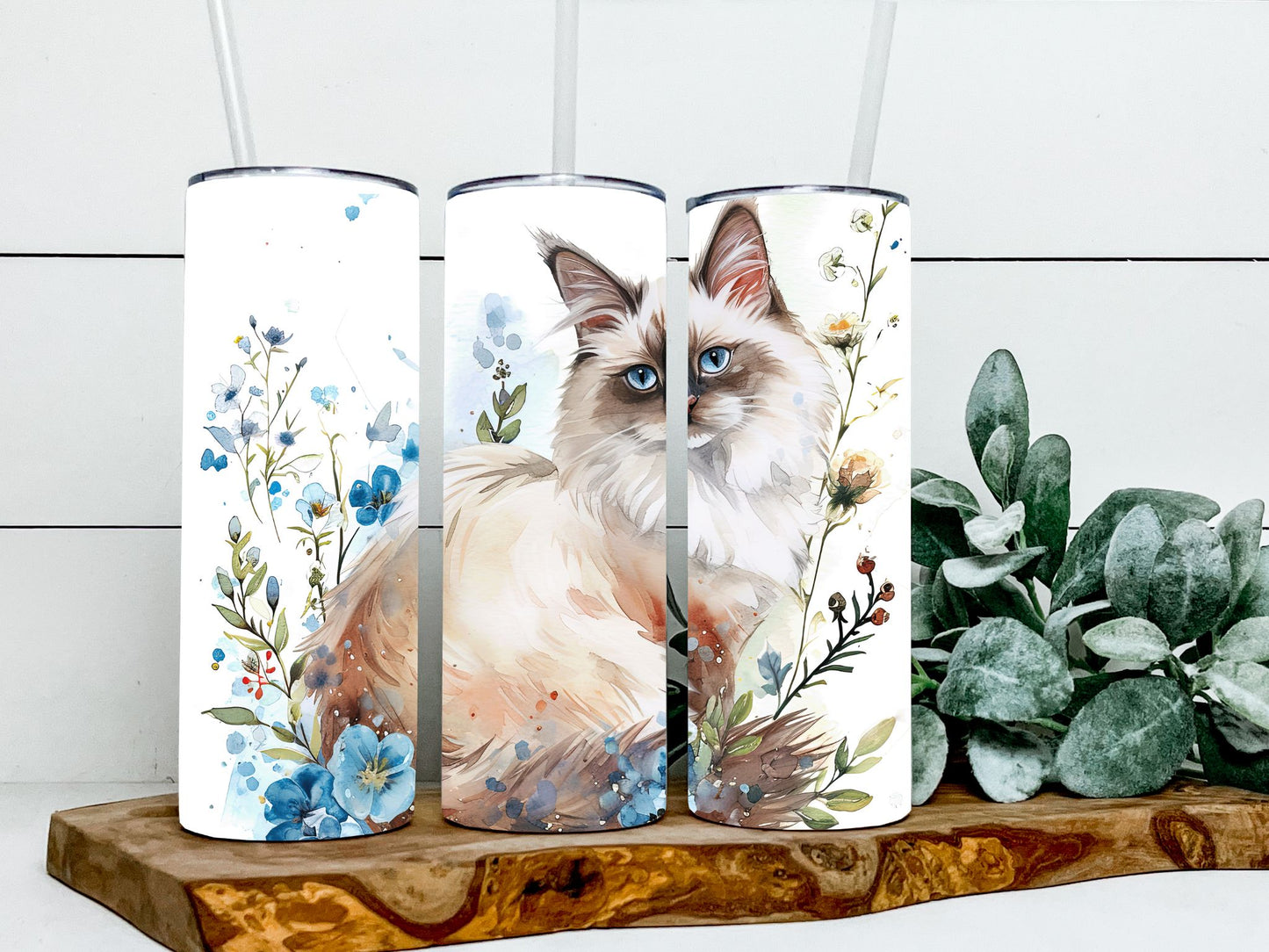 Ragdoll Cat