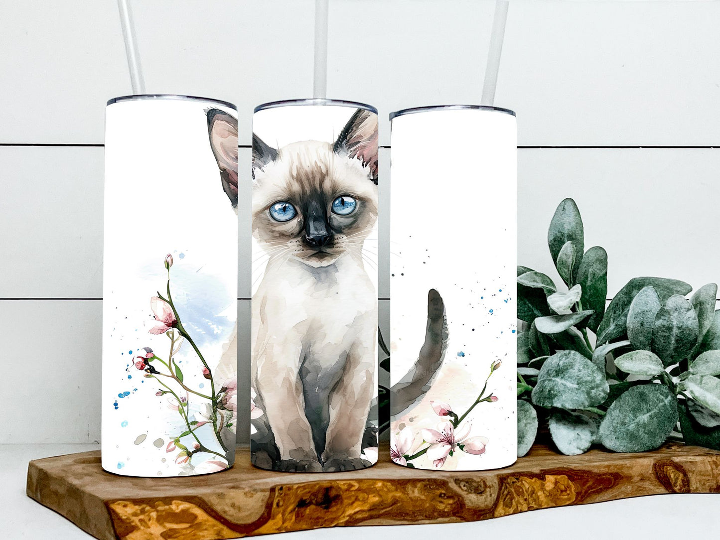 Siamese Cat