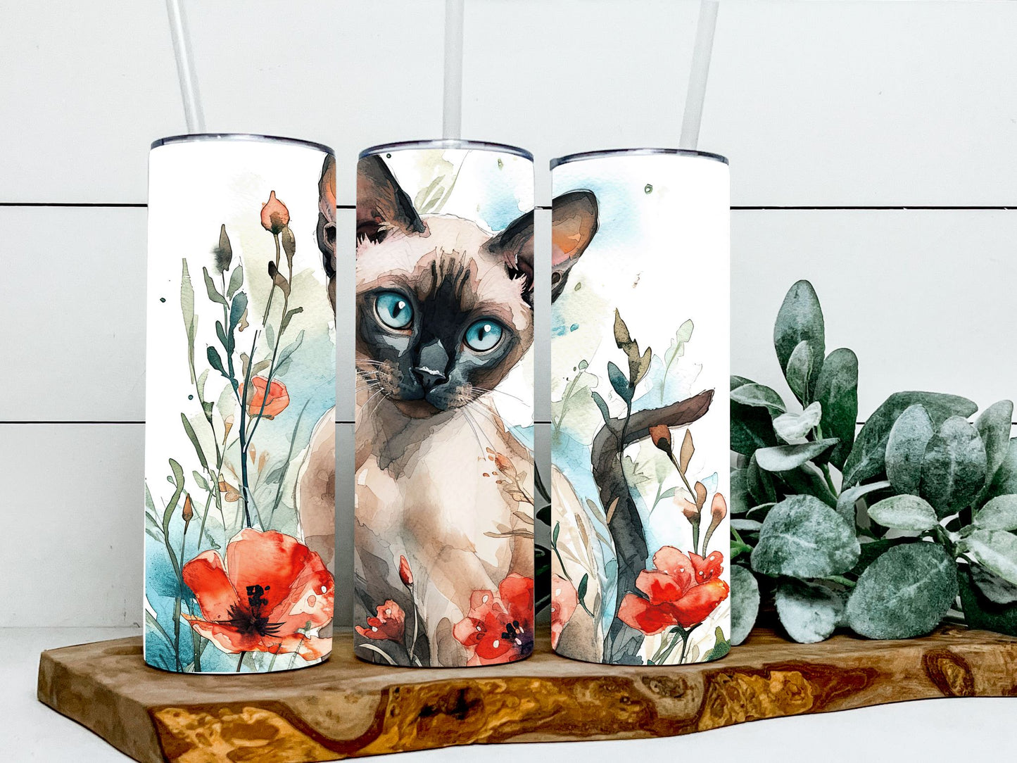 Siamese Cat
