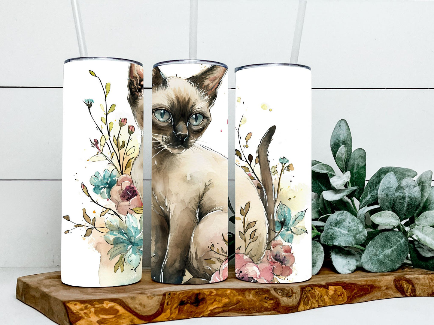 Siamese Cat