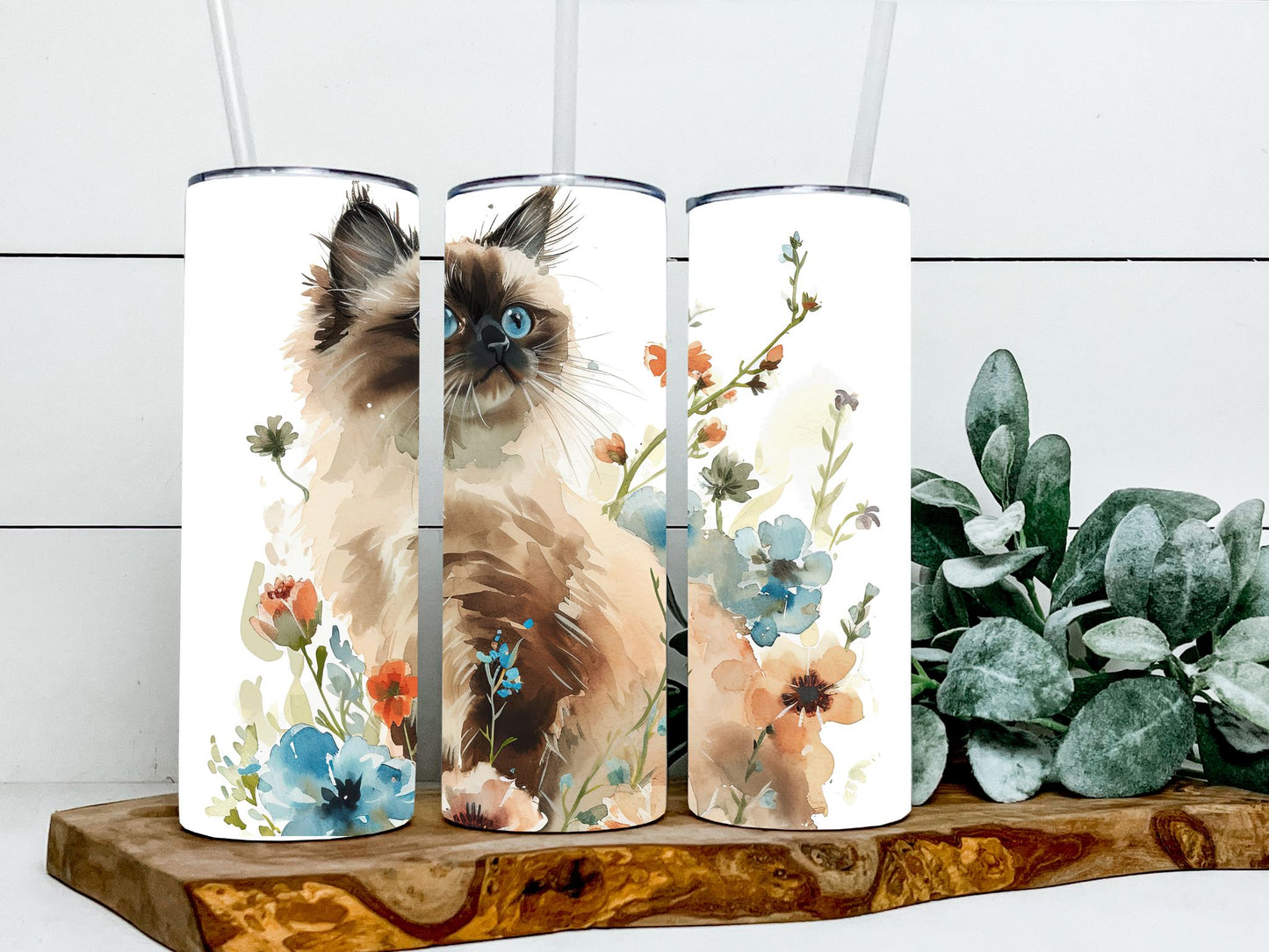 Himalayan Cats