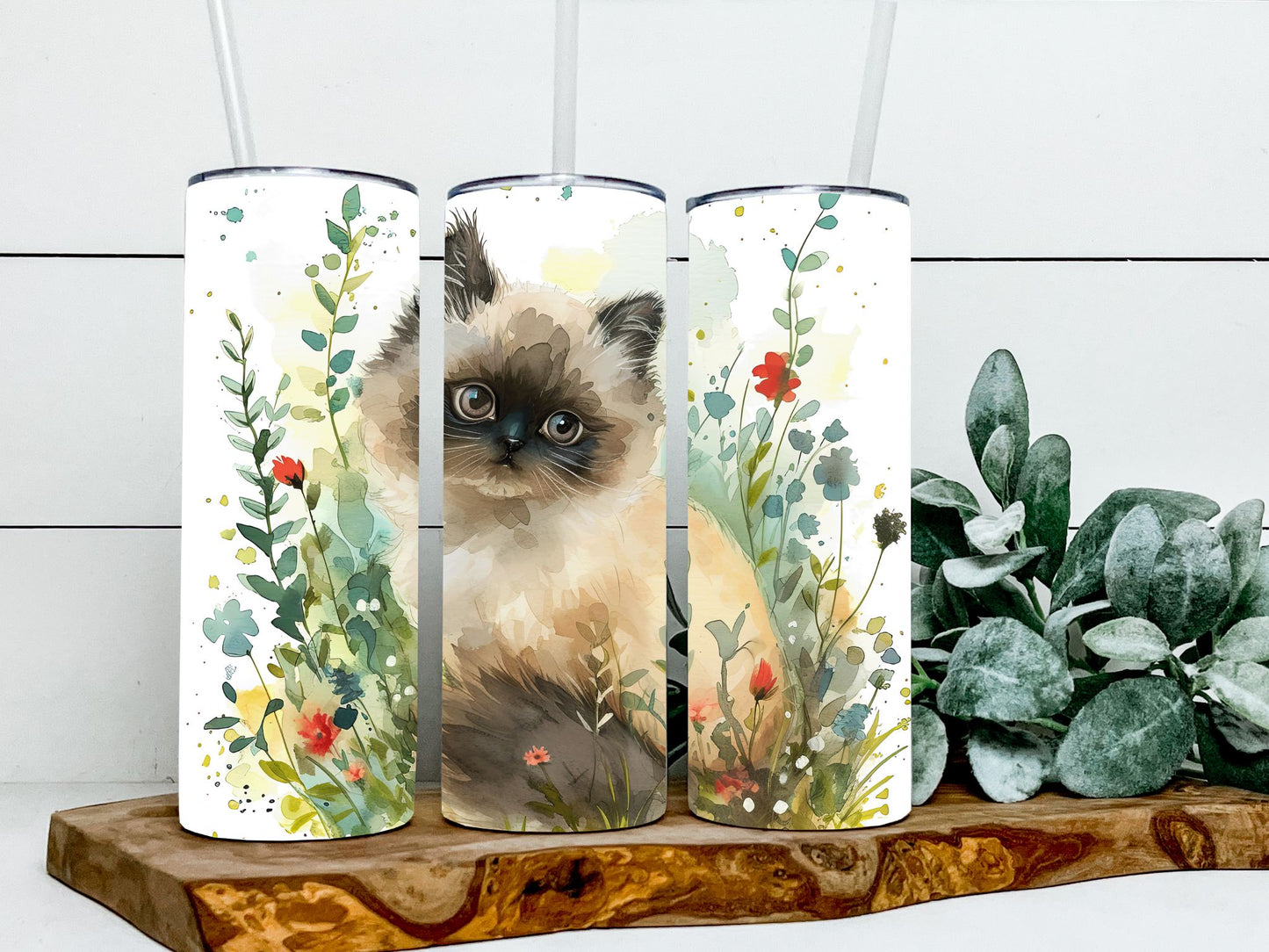 Himalayan Cats