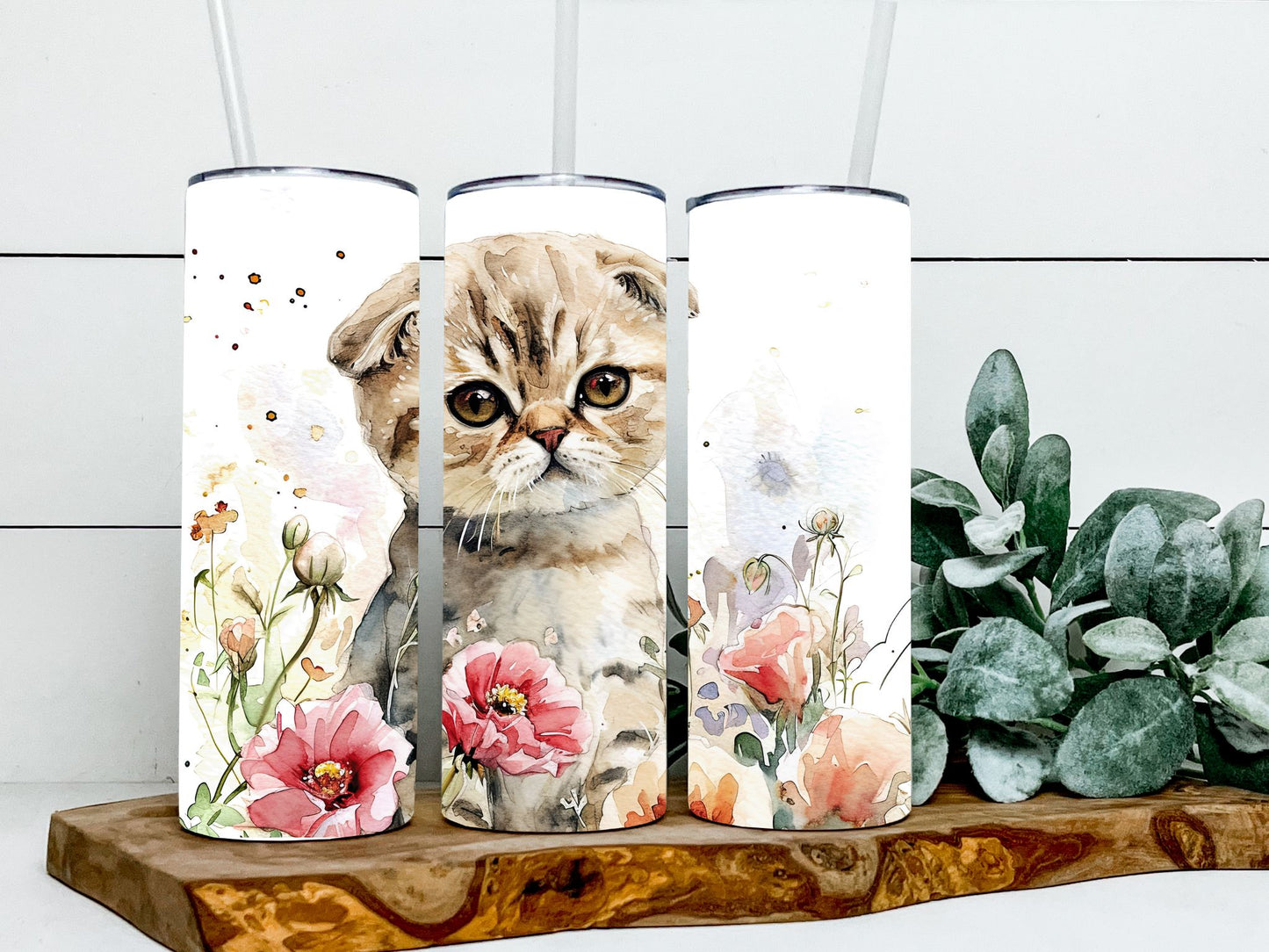 Scottish Fold Cat