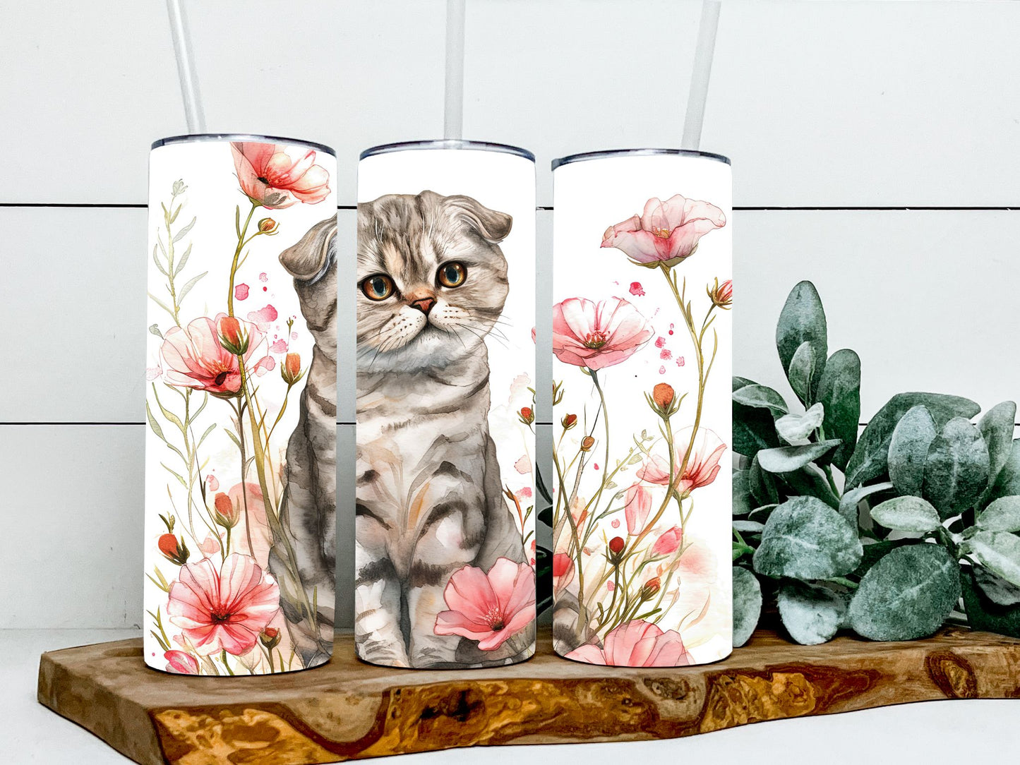 Scottish Fold Cat