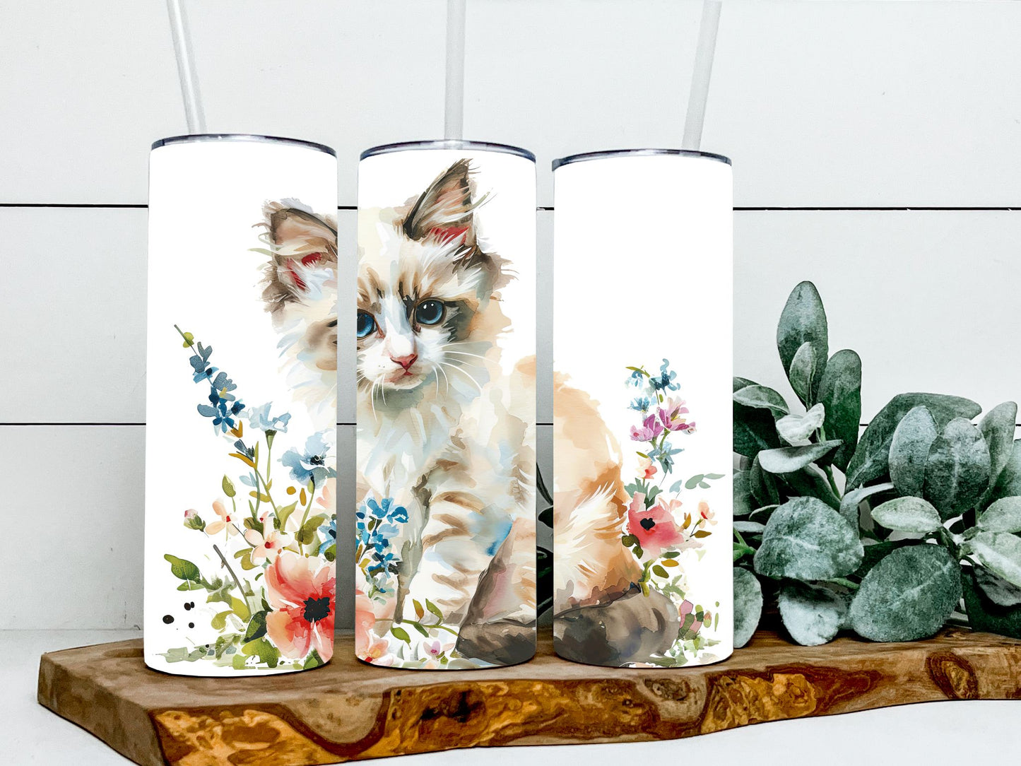 Ragdoll Cat