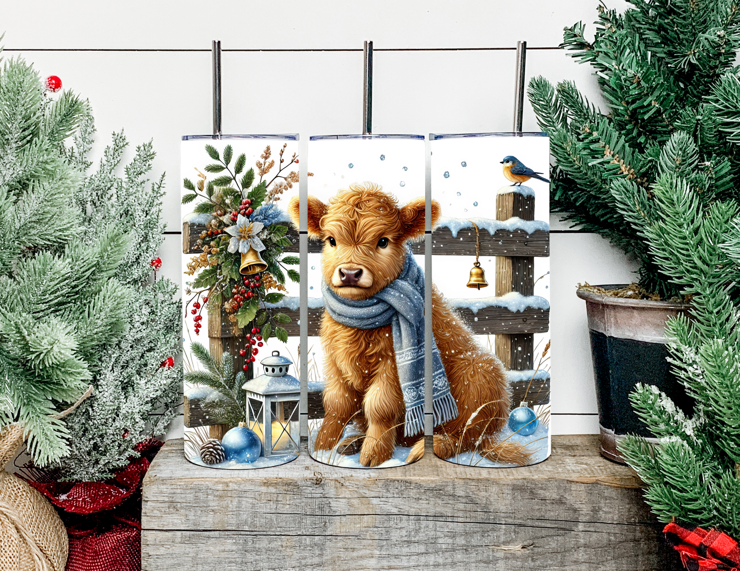 Chester The Winter Highland