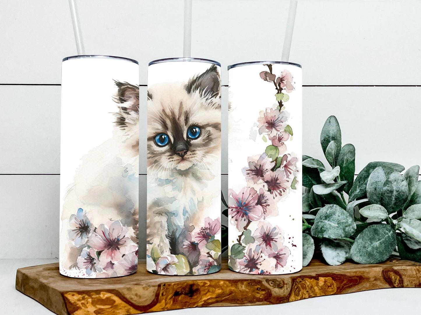 Himalayan Cats