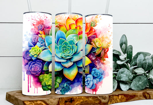 Colorful Succulents