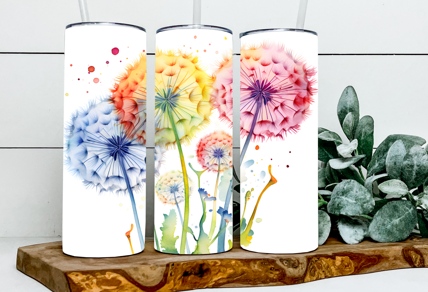 Rainbow Dandelion