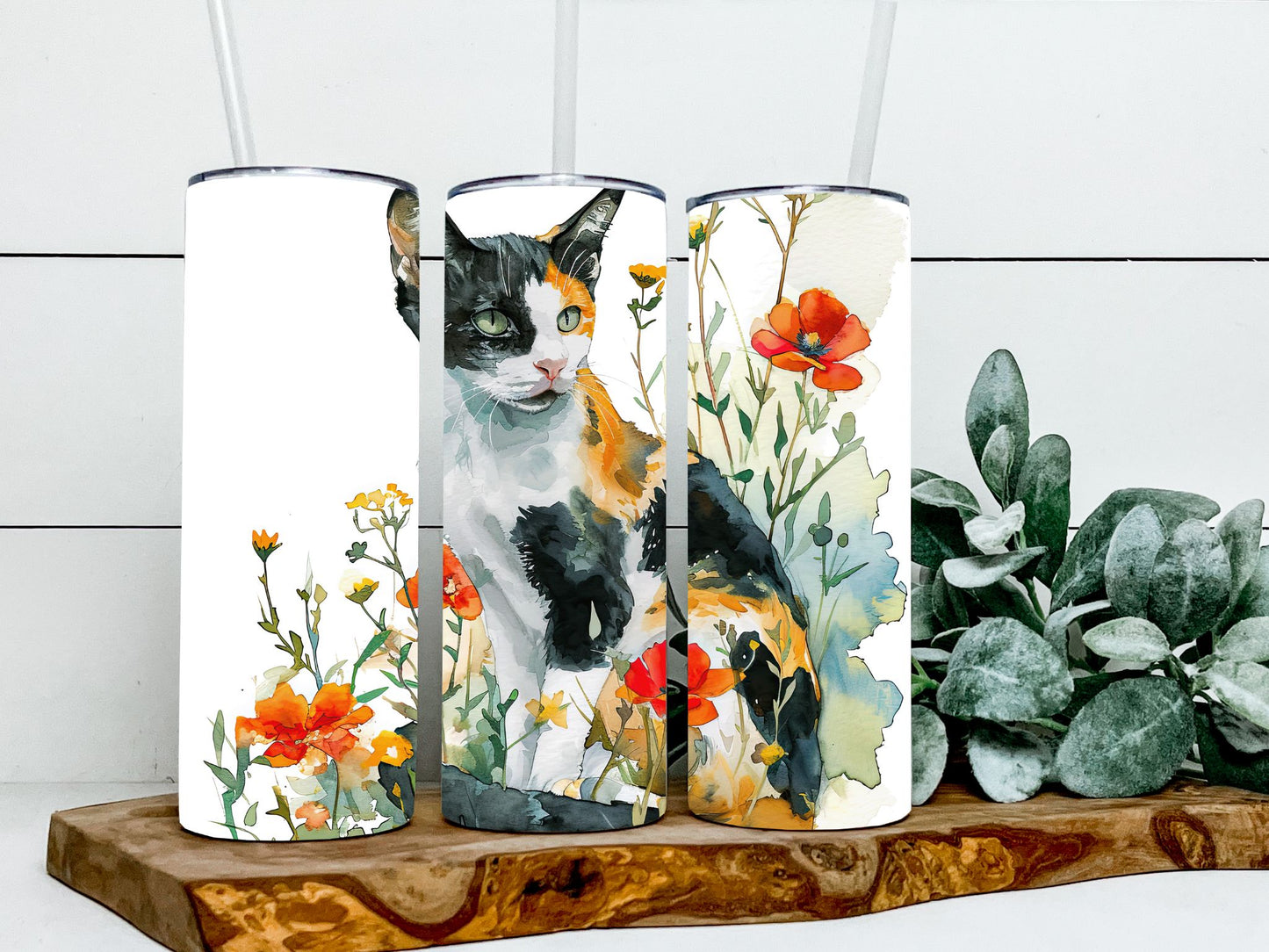 Calico Cat