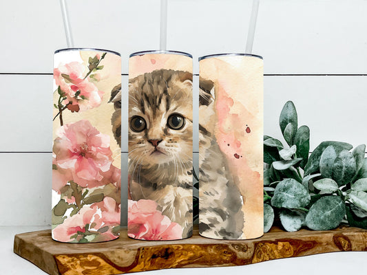 Scottish Fold Cat