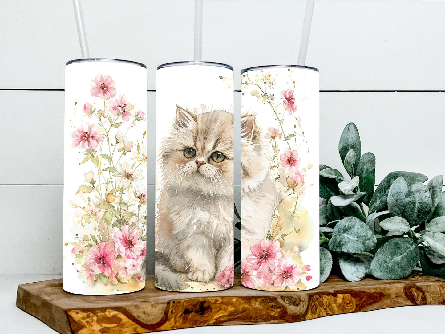 Persian Cats